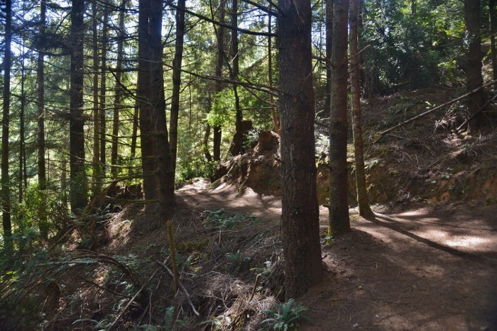 an old-growth forest trail